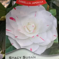 Camellia Japonica ‘Stacy Susan’