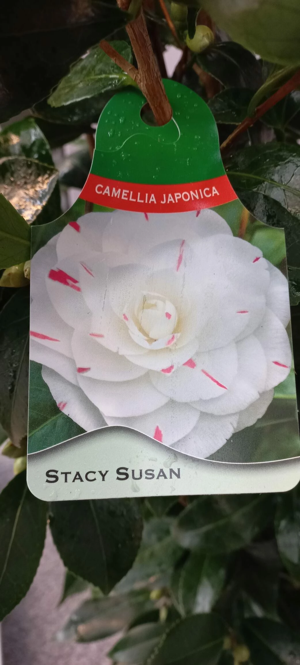 Camellia Japonica ‘Stacy Susan’ 3 Camellia Japonica ‘Stacy Susan’