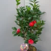 Camellia 1001 Summer Nights®