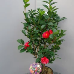 Camellia 1001 Summer Nights®