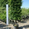 Carpinus Betulus Leischerm Extra Kwaliteit -Huisdecoratie Winkel carpinus betulus lei vorm 269 scaled 1