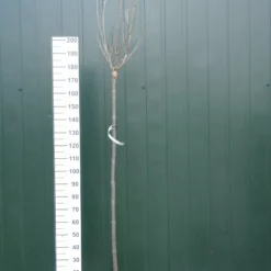 Catalpa Bignonioides Trompetboom 180 Cm Stam -Huisdecoratie Winkel catalpa 180 cm 52.50 scaled 1