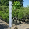 Catalpa Bignonioides – Trompetboom 150 Cm Stam -Huisdecoratie Winkel catalpa 8 10 150 44.99 scaled 1