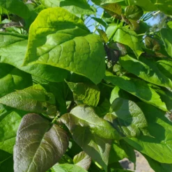 Catalpa Bignonioides Trompetboom 180 Cm Stam -Huisdecoratie Winkel catalpa blad foto scaled 1