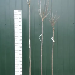 Catalpa Bignonioides Trompetboom 210 Cm Stam -Huisdecoratie Winkel catalpa drie maten scaled 1