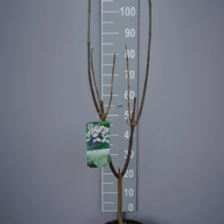 Catalpa Erubescens ‘Purpurea’