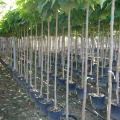 Catalpa Bignonioides Trompetboom 180 Cm Stam -Huisdecoratie Winkel catalpas 1 scaled 1