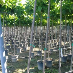 Catalpa Bignonioides Trompetboom 180 Cm Stam -Huisdecoratie Winkel catalpas 2 scaled 1