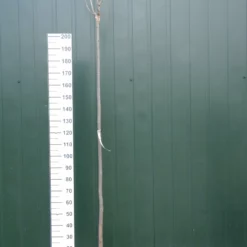 Catalpa Bignonioides Trompetboom 210 Cm Stam