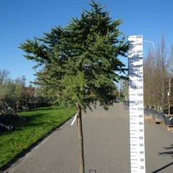 Cedrus Libani Compacta