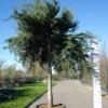 Cedrus Sargenti