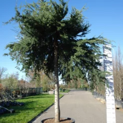 Cedrus Sargenti