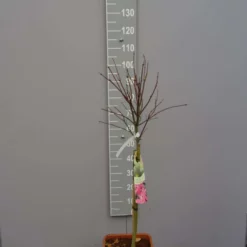 Acer Palmatum Skeeters Broom 11 Liter