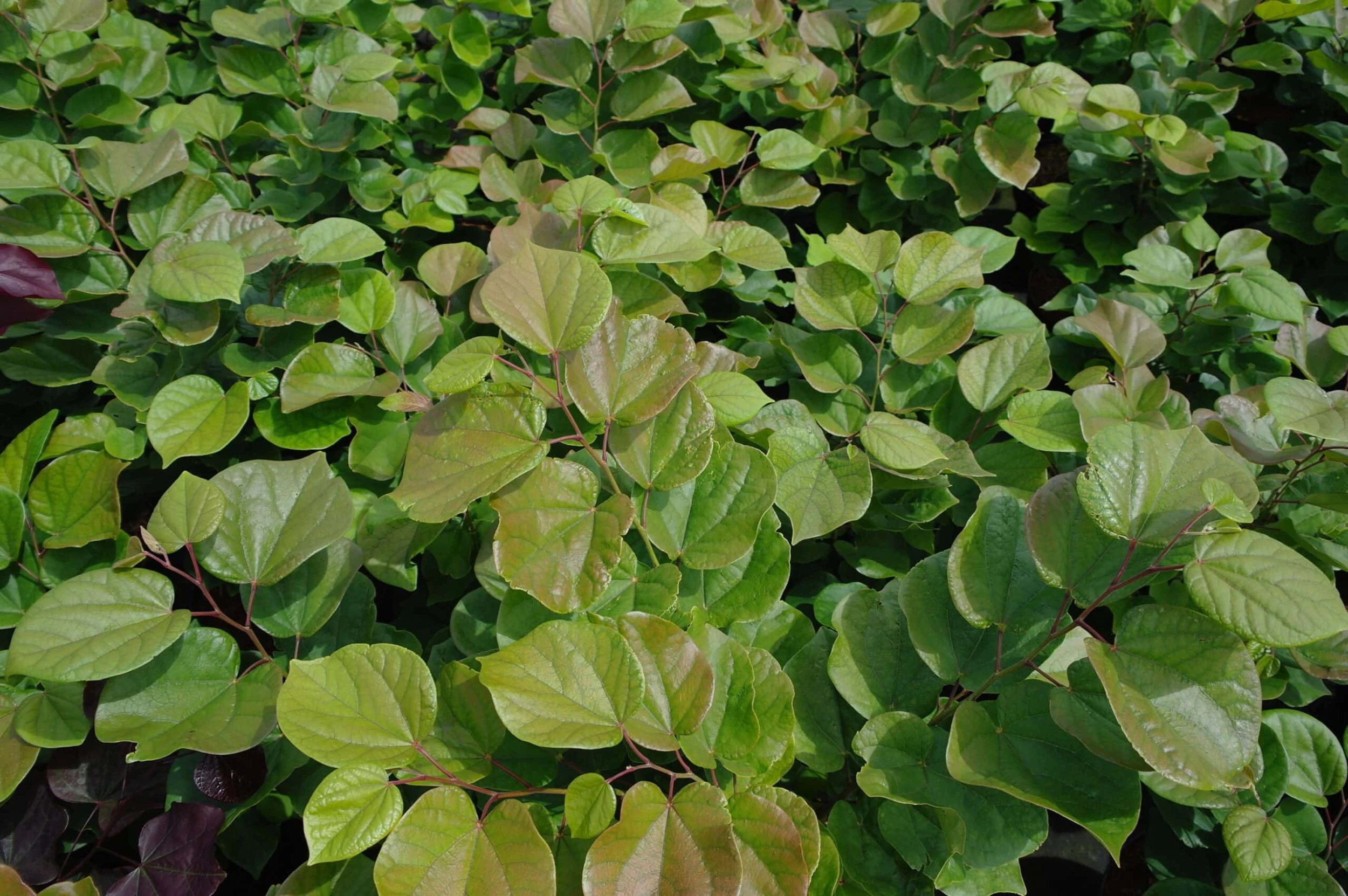 Cercis Chinensis Shirobana 4 Cercis Chinensis Shirobana - Afbeelding 2