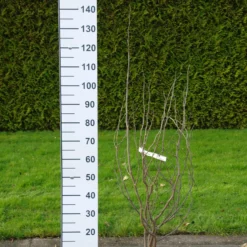 Cercis Canadensis ‘Texas White’