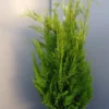 Chamaecyparis Lawsoniana ‘Yvonne’ -Huisdecoratie Winkel chamaecyparis l. yvonne 1499 scaled 1