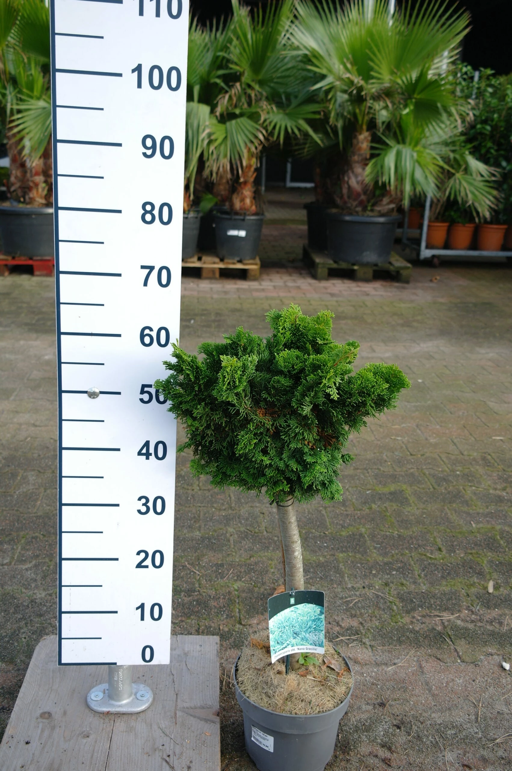 Chamaecyparis Obtusa ‘Nana Gracilis’ Op Stam 3 Chamaecyparis Obtusa ‘Nana Gracilis’ Op Stam