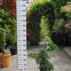 Chamaecyparis Pendula