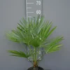 Palmboom Chamaerops Humillis -Huisdecoratie Winkel chamaerops hum scaled 1