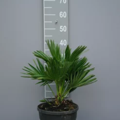 Palmboom Chamaerops Humilis Compacta