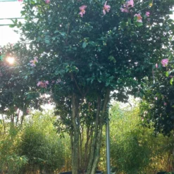 Camellia Sasanqua Cleopatra