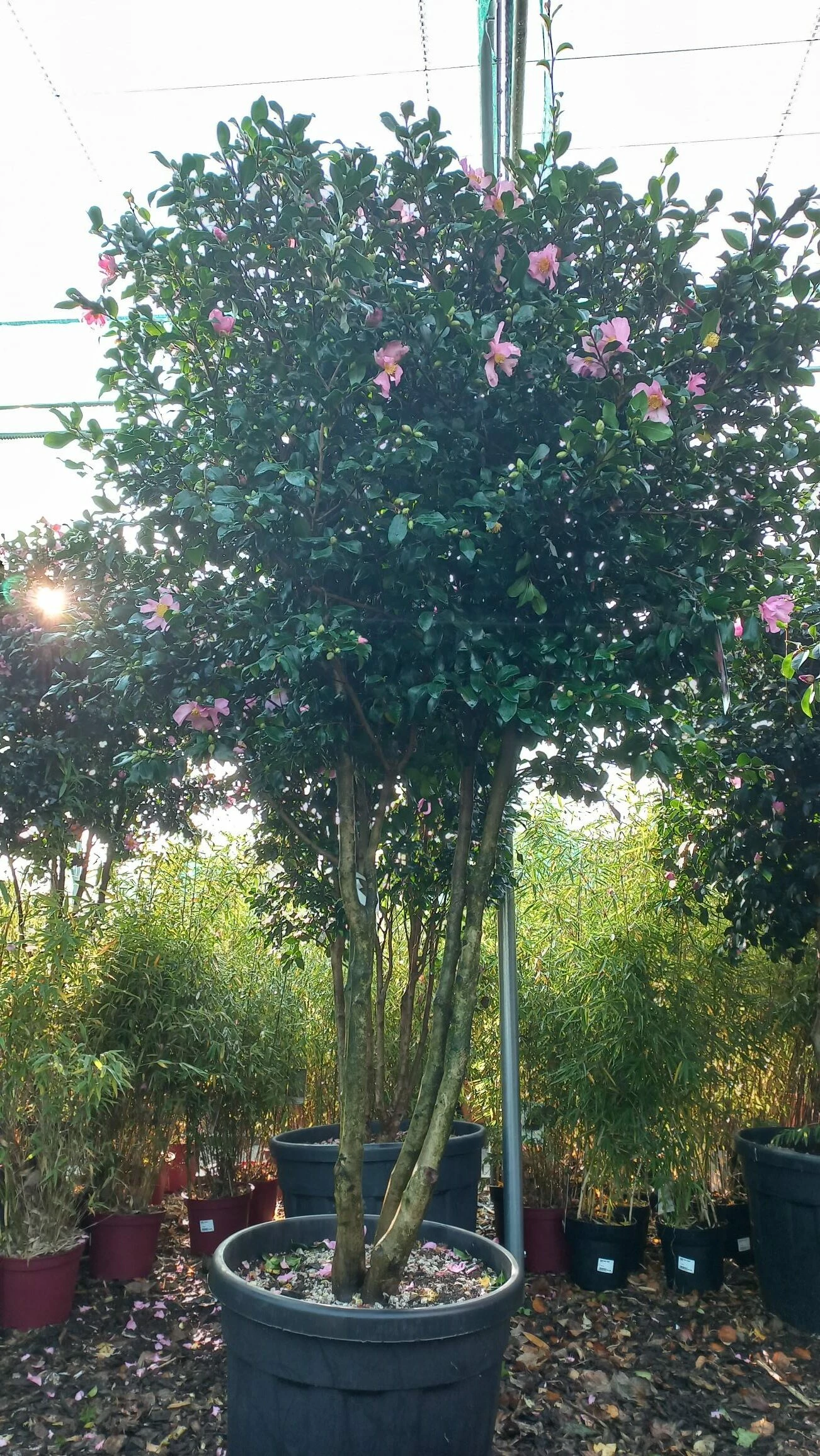 Camellia Sasanqua Cleopatra 3 Camellia Sasanqua Cleopatra