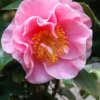 Camellia Japonica ‘California’ 2 Camellia Japonica ‘California’ -Huisdecoratie Winkel com california