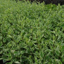 Cornus Alba Sibirica Variegata -Huisdecoratie Winkel cornus alba elegantisima scaled 1