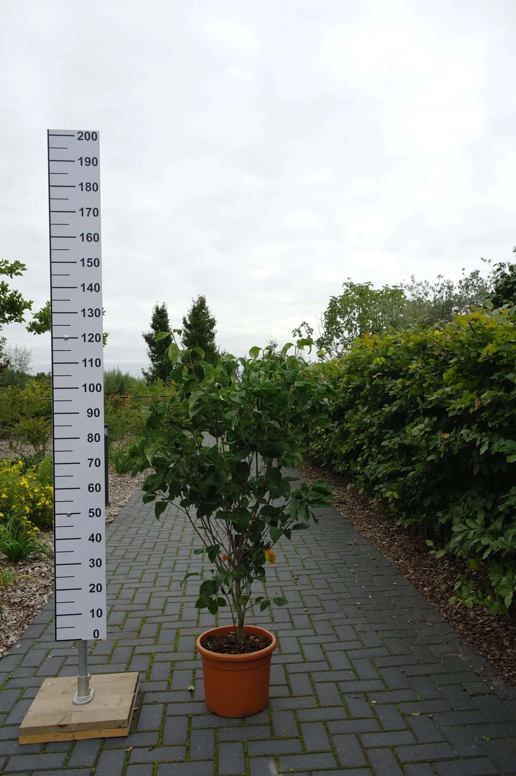 Cornus Florida ‘Rubra’ 3 Cornus Florida ‘Rubra’