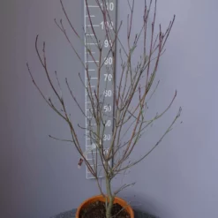 Cornus Florida ‘Rubra’ 5 Cornus Florida ‘Rubra’ -Huisdecoratie Winkel cornus florida rubra scaled 1