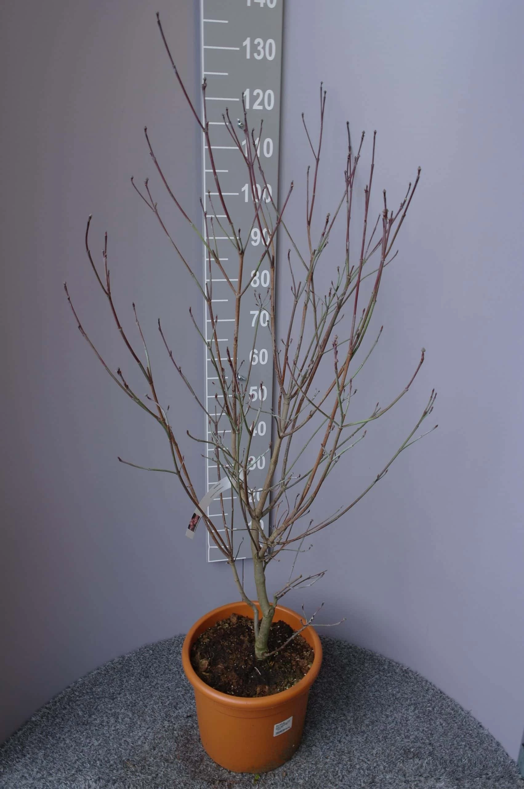 Cornus Florida ‘Rubra’ 4 Cornus Florida ‘Rubra’ - Afbeelding 2