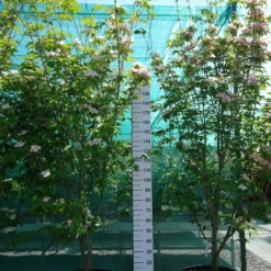 Cornus ‘Stellar Pink’ (Rutgan)