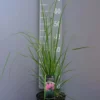 Cortaderia Selloana Rosea – Pampasgras -Huisdecoratie Winkel cortaderia sel rosea scaled 1