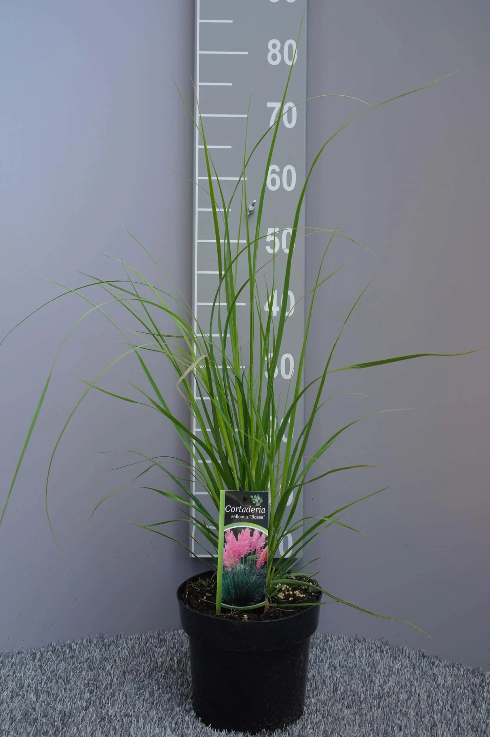 Cortaderia Selloana Rosea – Pampasgras 3 Cortaderia Selloana Rosea – Pampasgras