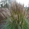 Cortaderia Selloana ‘Tiny Pampa’ – Pampasgras 2 Cortaderia Selloana ‘Tiny Pampa’ – Pampasgras -Huisdecoratie Winkel cortaderia tiny pampa