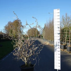 Corylus Avellana ‘Contorta’