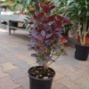 Cotinus Royal Purple -Huisdecoratie Winkel cotinus royal purple 950 1 e1564045026285 scaled 1