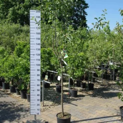 Malus Cox Orange Appel -Huisdecoratie Winkel cox orange 39.95 scaled 1