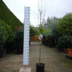 Crataegnus Media Paul’s Scarlet -Huisdecoratie Winkel crateagus media pauls scarlet boom 120 cm e1573030696849 scaled 1