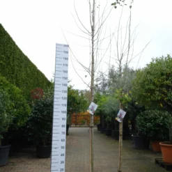 Crataegnus Media Paul’s Scarlet -Huisdecoratie Winkel crateagus media pauls scarlet boom e1573030652793 scaled 1