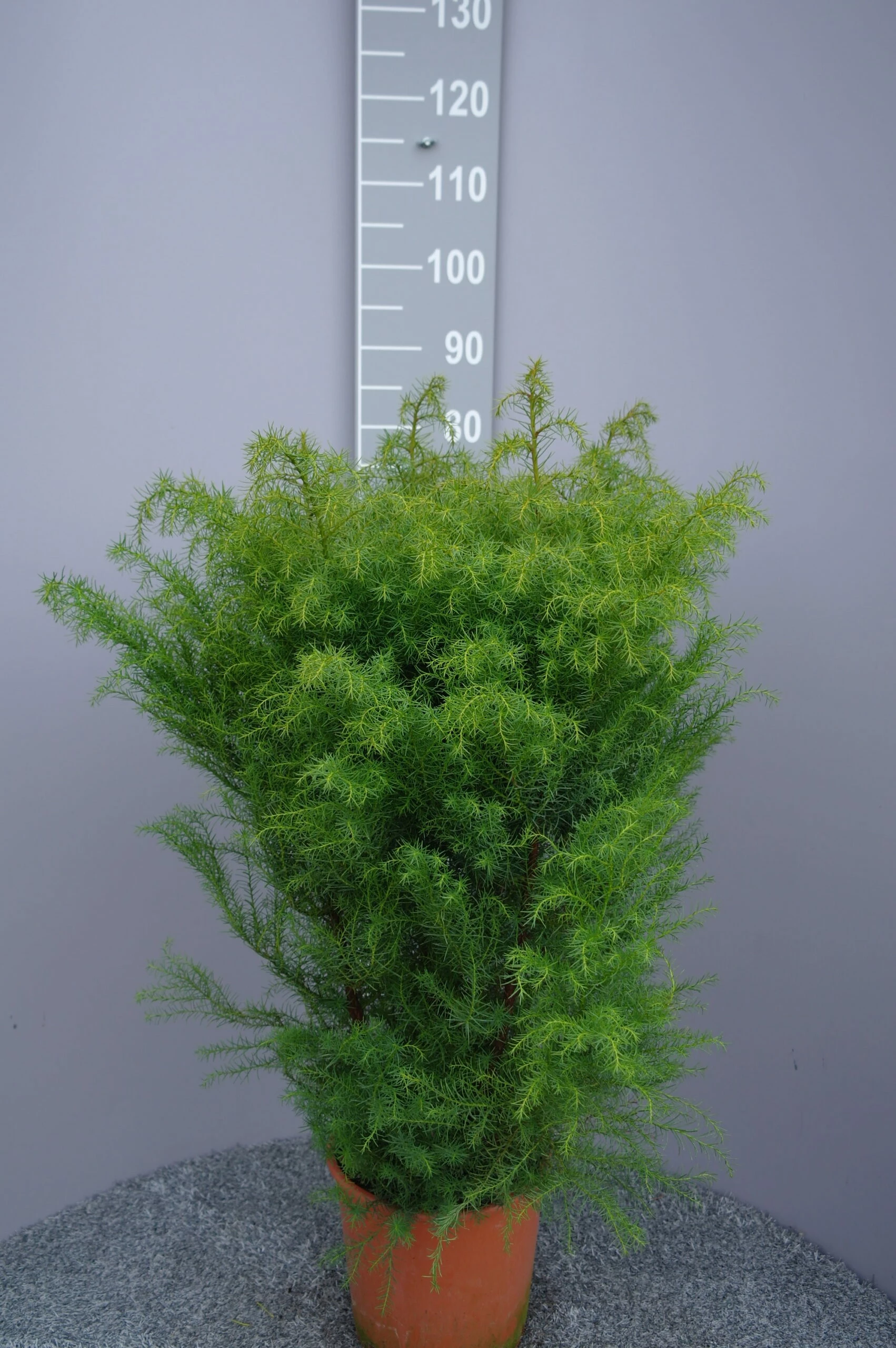 Cryptomeria Jap. ‘Elegans’ 3 Cryptomeria Jap. ‘Elegans’