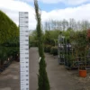 Cupressus Sempervirens -Huisdecoratie Winkel cupress sem 210 230 scaled 1