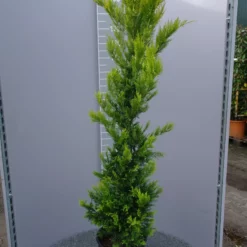 Cupressocyparis Leylandii ‘Gold Rider’