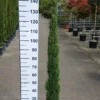 Cupressus Sempervirens ‘Totem’ -Huisdecoratie Winkel cupressus totem 140 150 scaled 1