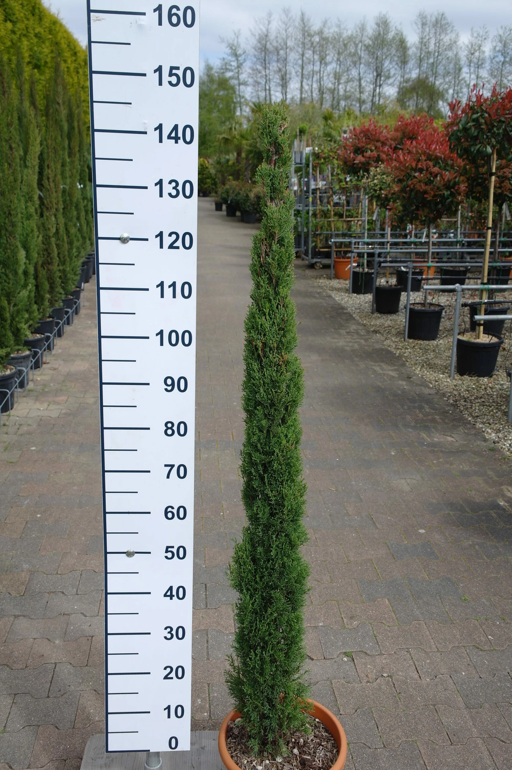 Cupressus Sempervirens ‘Totem’ 3 Cupressus Sempervirens ‘Totem’