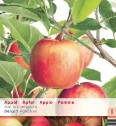 Malus Domestica ‘Delcorf’ Laagstam