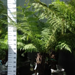 Dicksonia Antarctica