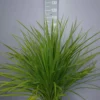 Palmboom Dracena Indivisa -Huisdecoratie Winkel dracena scaled 1
