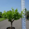 Vitis Vinifera – Druivenrank