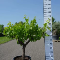 Vitis Vinifera – Druivenrank